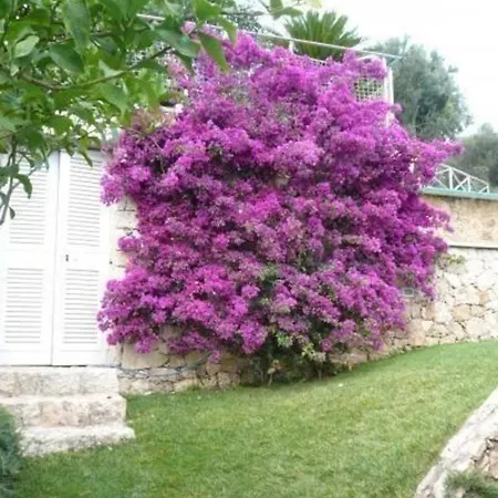 In Mit Grossem Garten פינאלה ליגורה